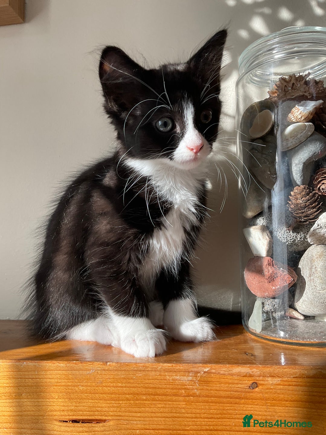 Siberian cats for sale: 🐾 Siberian X Tuxedo Boy*vaccinated health checked - Advert 15