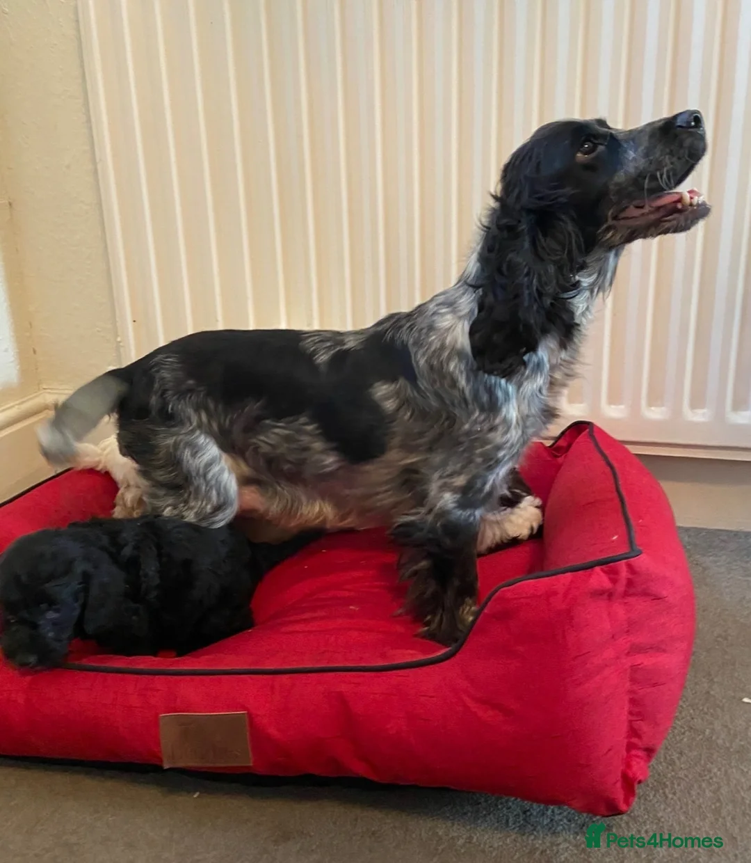 Cockapoo dogs for sale: Beautiful cockapoo puppys - Advert 23
