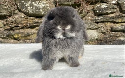 Mini Lop rabbits for sale: 3 pretty does needing new homes - Advert 5