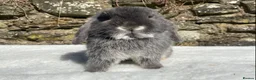 Mini Lop rabbits for sale: A pretty does needing a new home - Advert 5