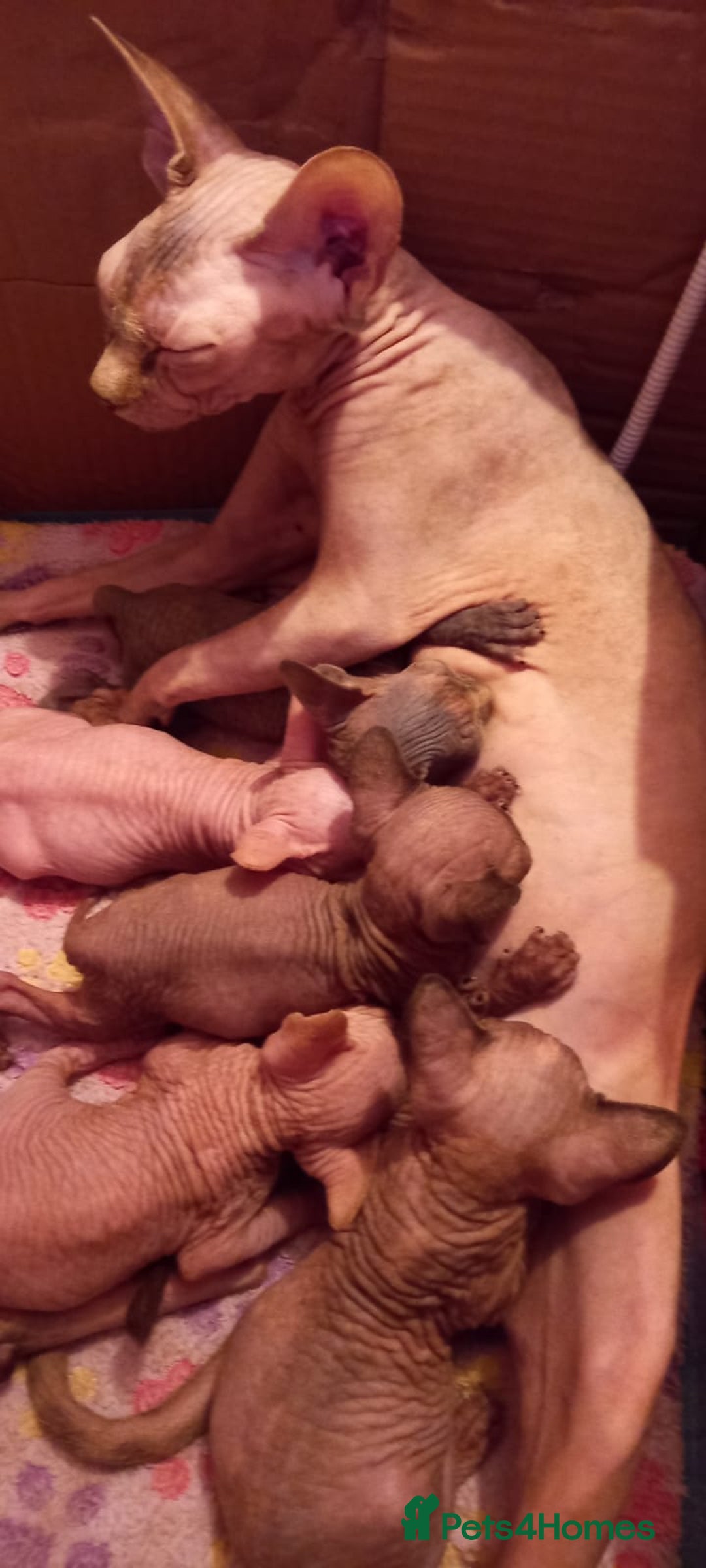 Sphynx cats for sale: 5 Adorable Sphynx Kittens for sale! - Image 35