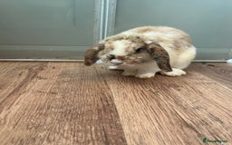 Mini Lop rabbits for sale: Sold   - Advert 5