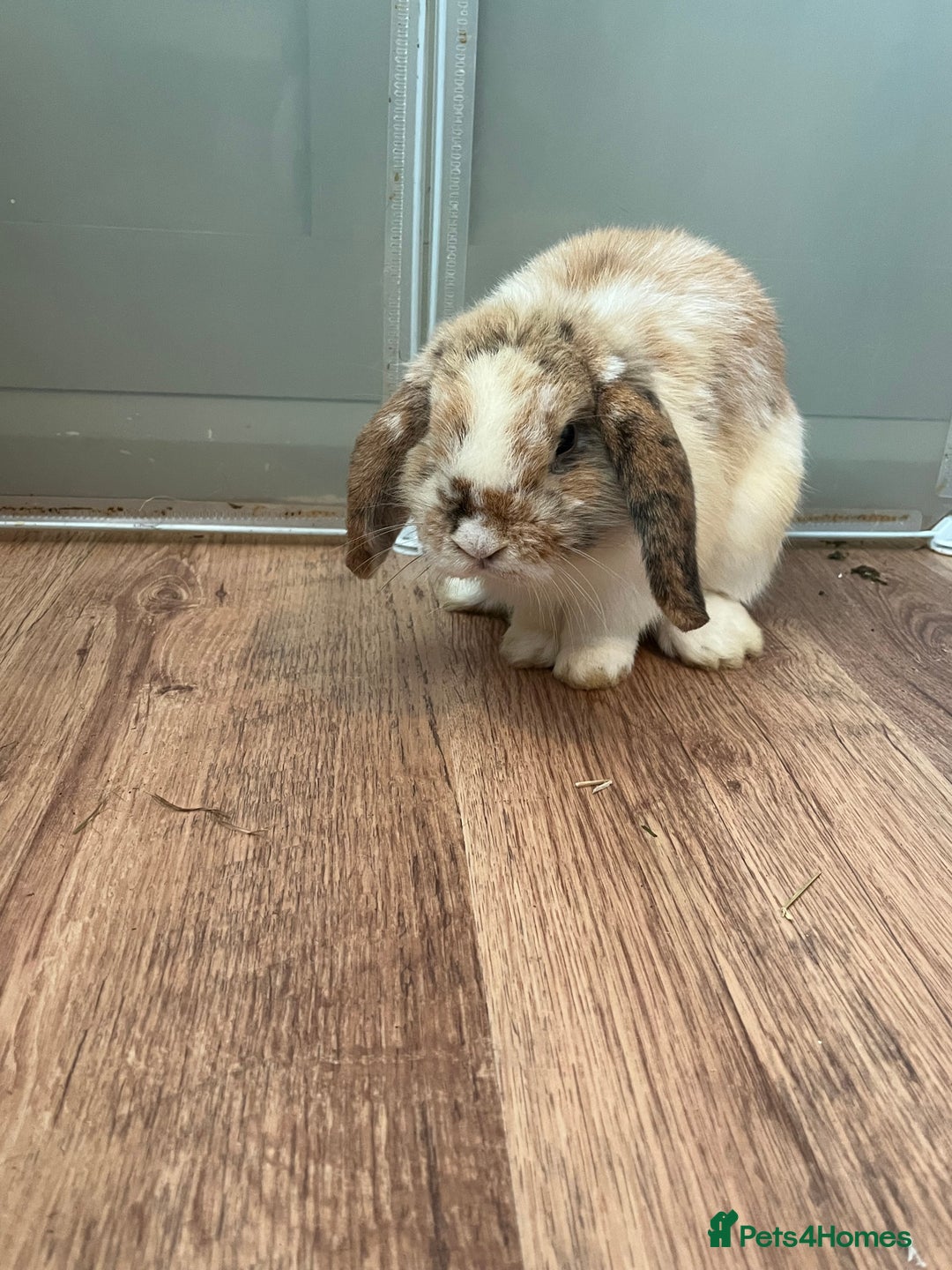 Mini Lop rabbits for sale: Sold   - Advert 5