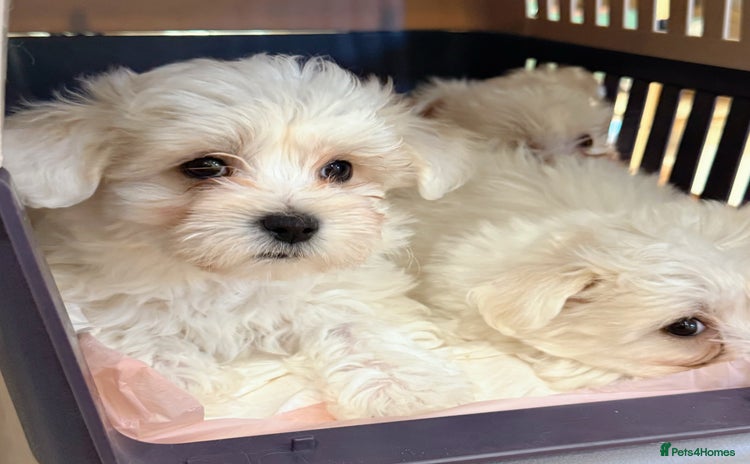 Maltese dogs - Advert 3