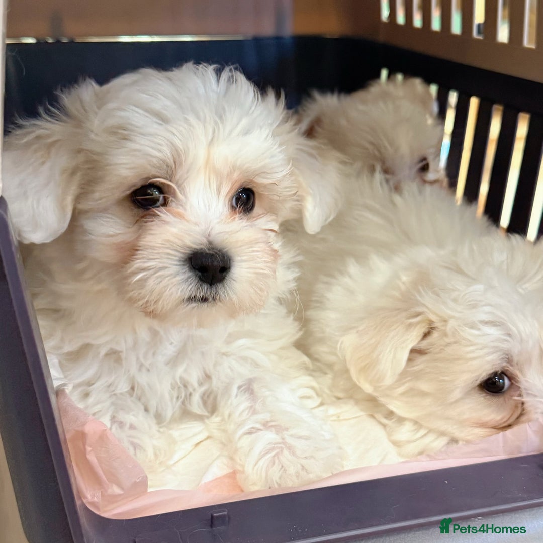 Maltese dogs for sale: Gorgeous Pure Maltese Puppies For New Home - Image 1