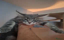 Maine Coon cats for sale: Xxl  full  mainecoon  kittens  in Crawley - Image 1
