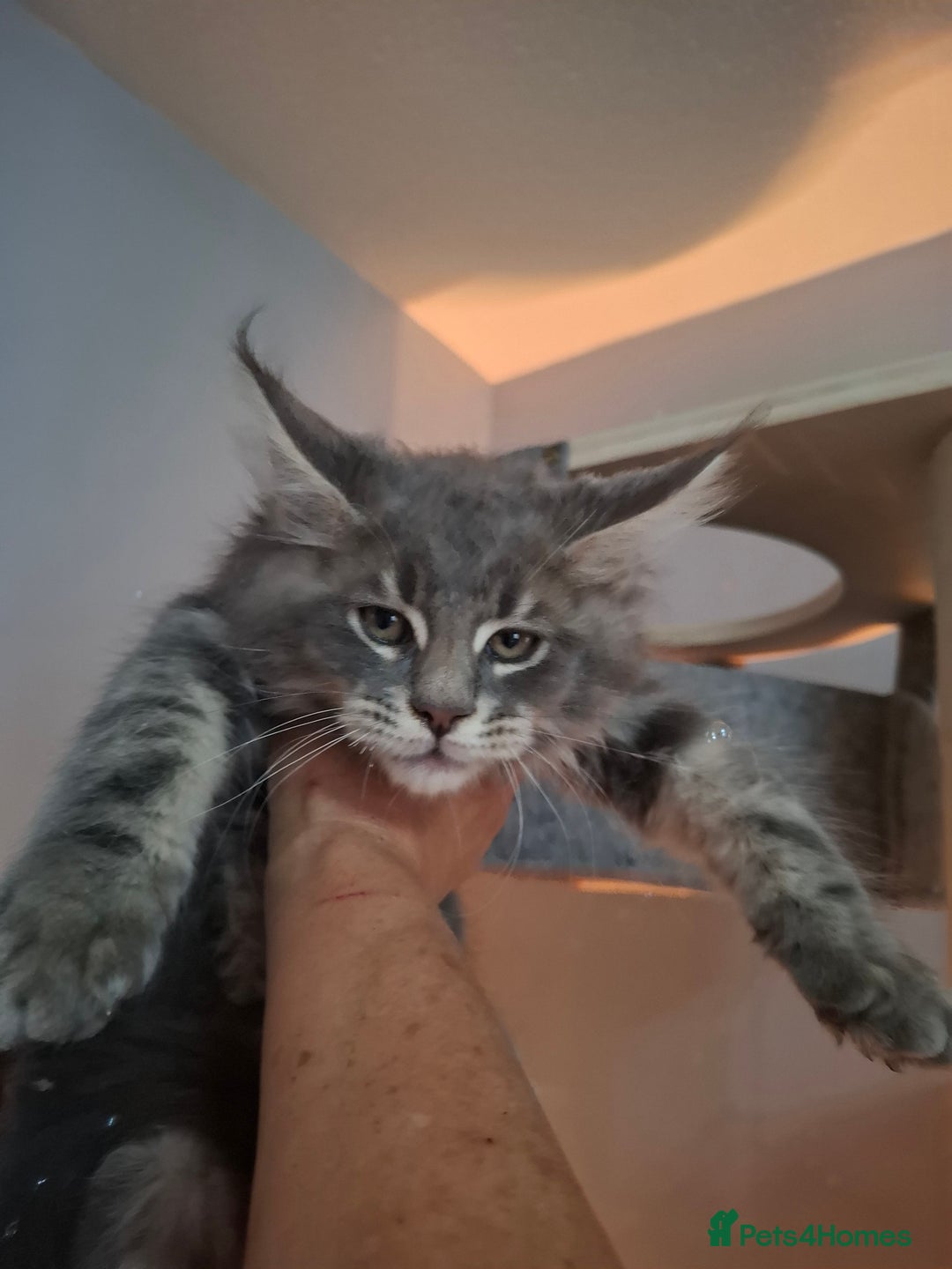 Maine Coon cats for sale: Xxl  full  mainecoon  kittens  in Crawley - Image 1