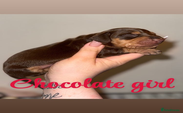 Mixed Breed dogs - Advert 3