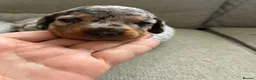 Miniature Dachshund dogs for sale: Miniature Dachshund Pups - Advert 2