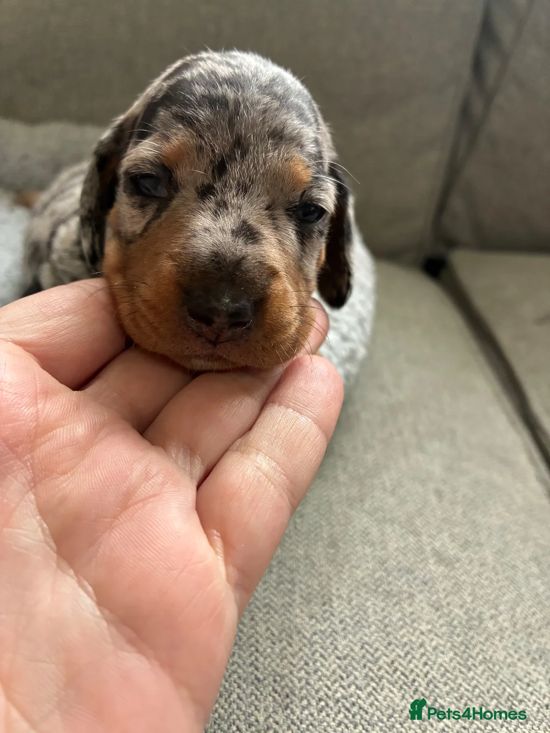 Miniature Dachshund dogs for sale: Miniature Dachshund Pups - Advert 2