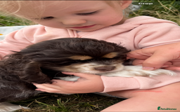 American Cocker Spaniel dogs for sale: Stunning American cocker spaniel puppies  - Image 11