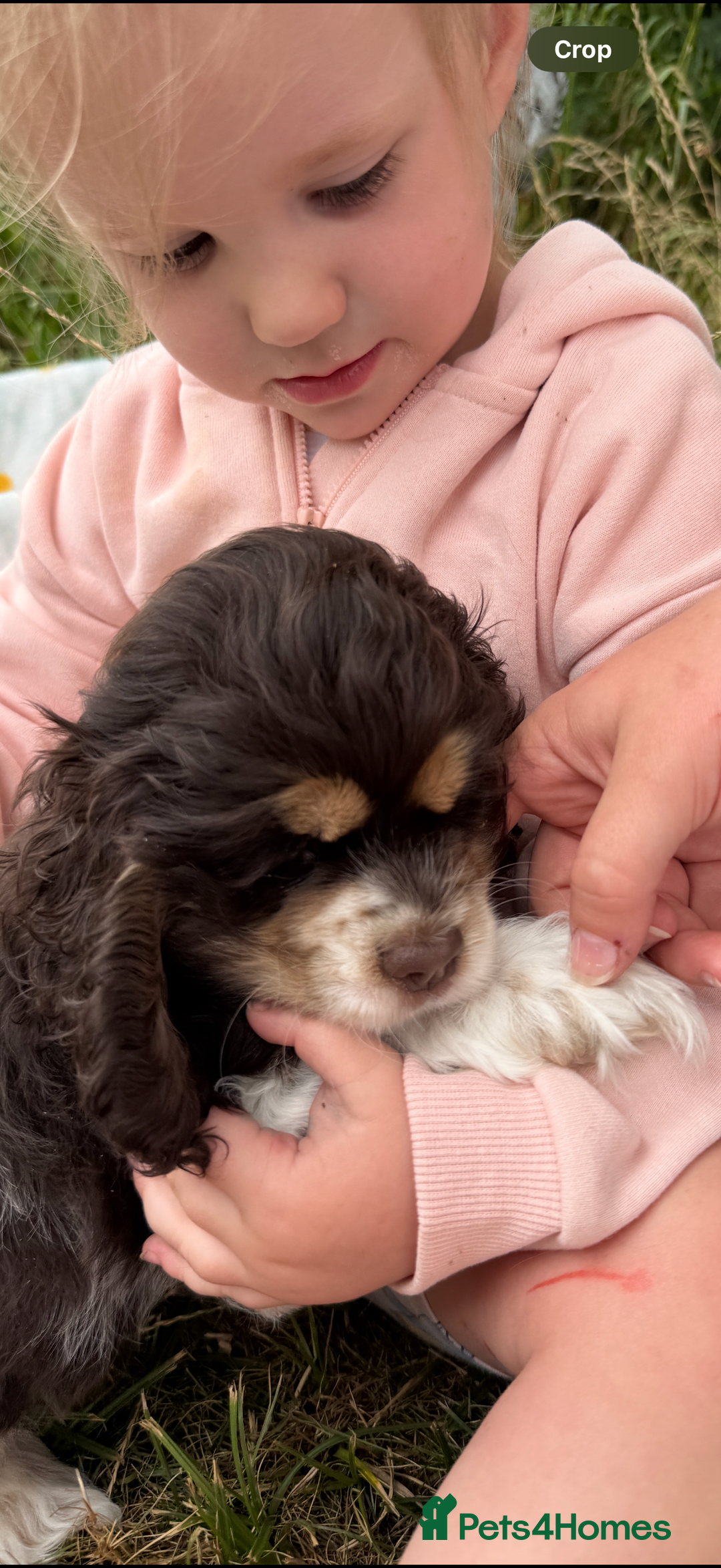 American Cocker Spaniel dogs for sale: Stunning American cocker spaniel puppies  - Image 11