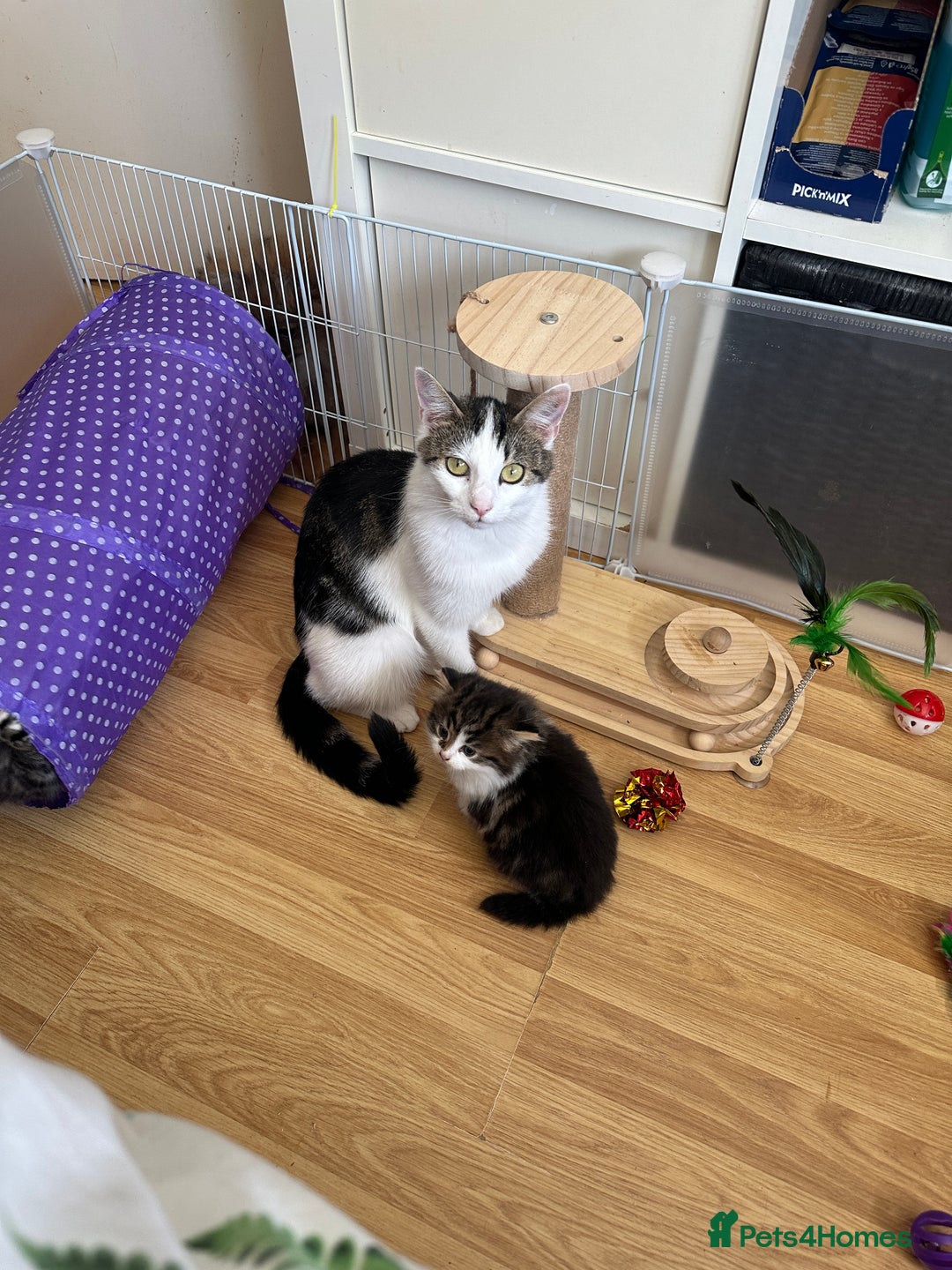 British Longhair cats for sale: Ready Now!! Beautiful BLH Kittens 💜🐾 - Image 23