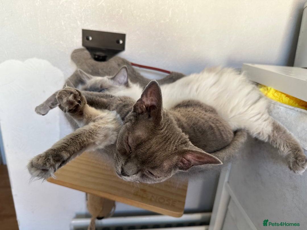 Devon Rex cats for sale: Female devon rex needs new home - Advert 14