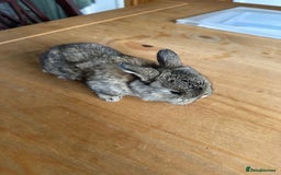 Mini Lop rabbits for sale: Pedigree mini Lops - Image 9