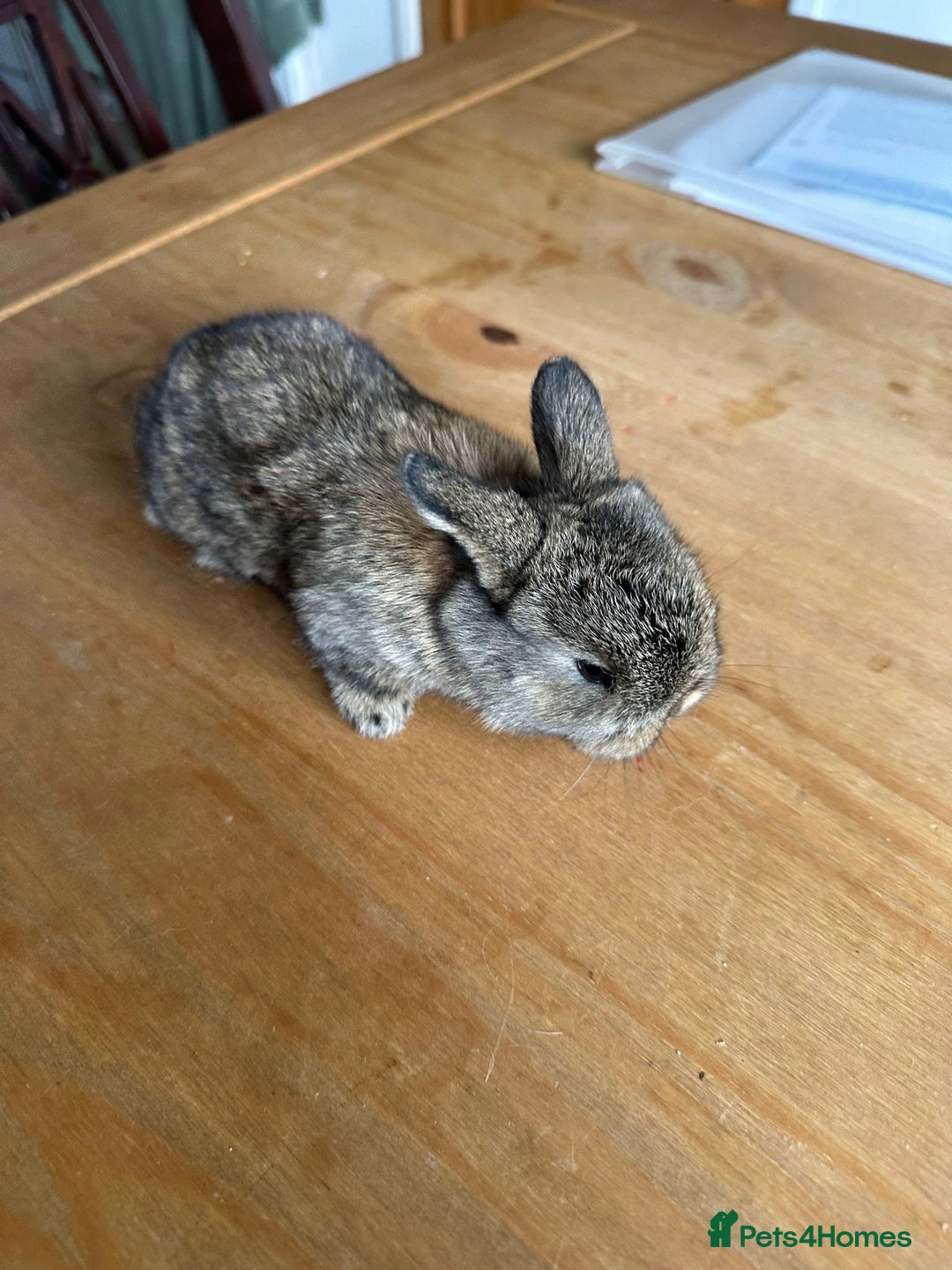 Mini Lop rabbits for sale: Pedigree mini Lops - Image 9