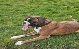 Boxer dogs for stud: KC REGISTERED BRINDLE & WHITE PROVEN STUD.   in Mexborough - Image 4