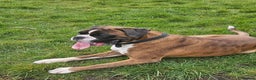 Boxer dogs for stud: KC REGISTERED BRINDLE & WHITE PROVEN STUD.   in Mexborough - Advert 4