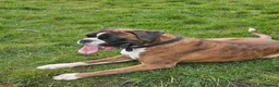 Boxer dogs for stud: KC REGISTERED BRINDLE & WHITE PROVEN STUD.   in Mexborough - Advert 4