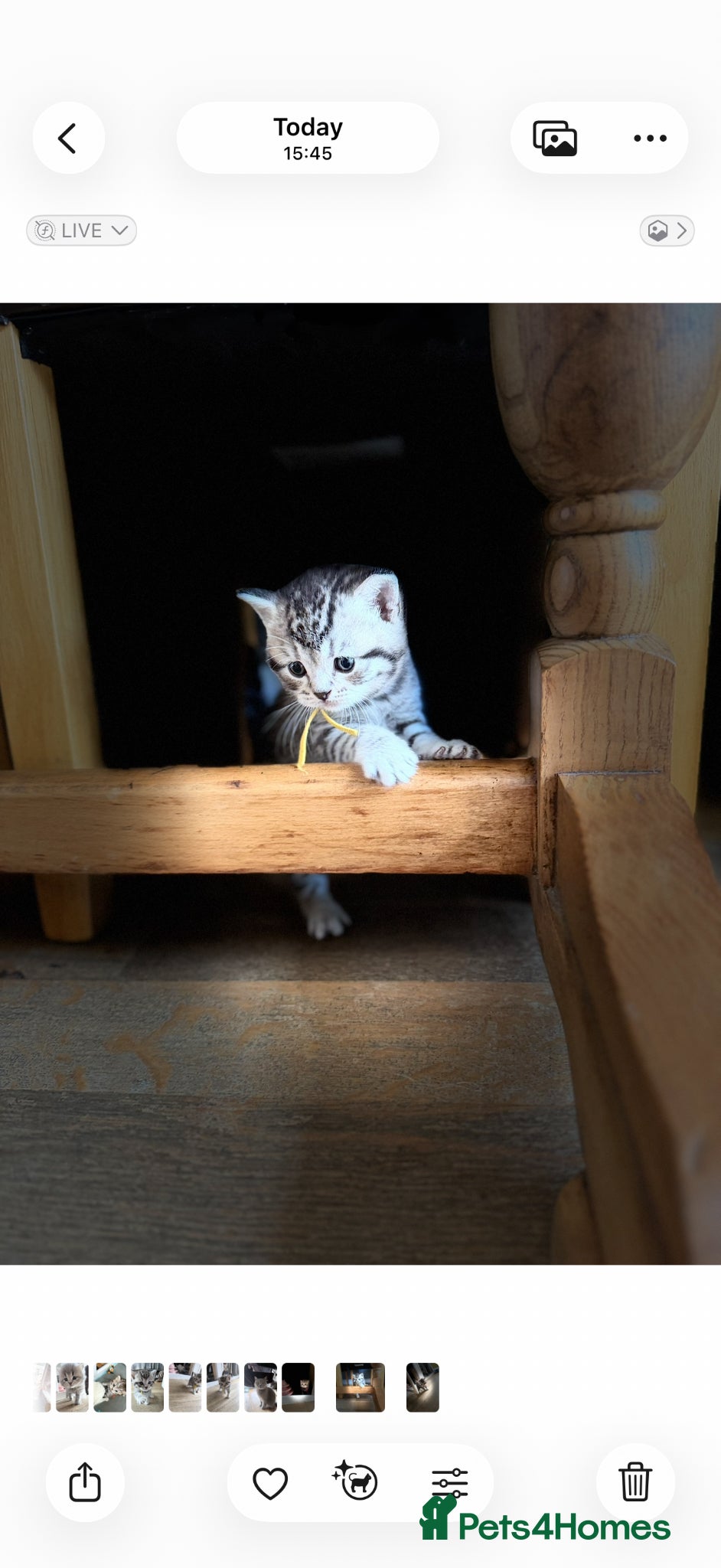 British Shorthair cats for sale: Exceptional British Shorthair kittens 🩷 - Advert 22