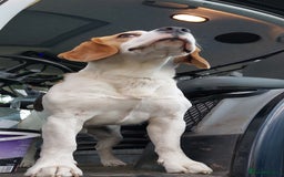 Beagle dogs for stud: Beagle for stud  in Bathgate - Image 4