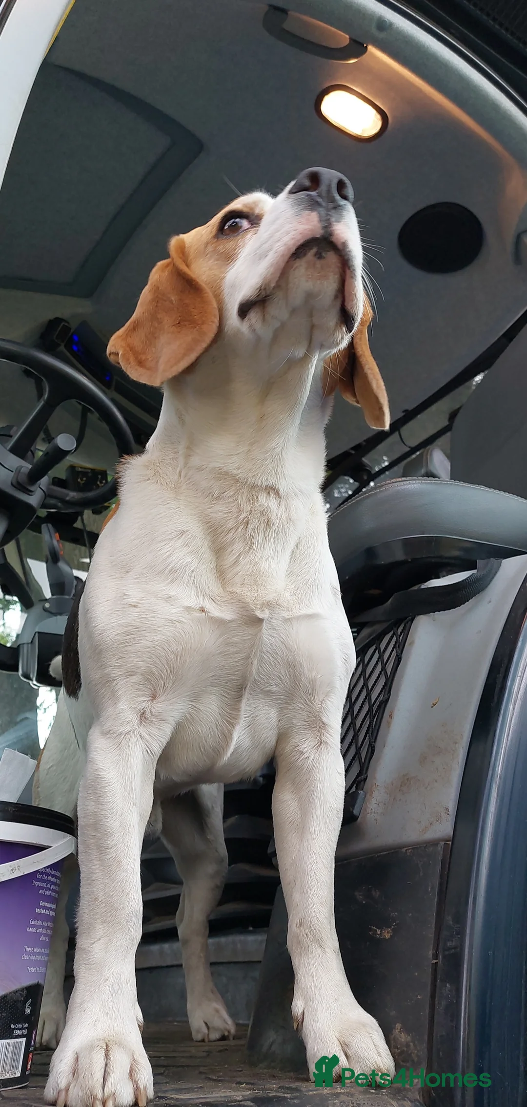 Beagle dogs for stud: Beagle for stud proven in Bathgate - Advert 5