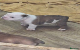 English Bulldog dogs for sale: 2 kc registered males  - Image 4