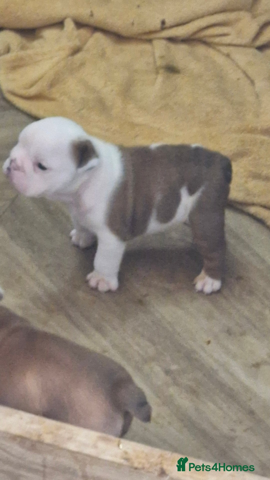 English Bulldog dogs for sale: 2 kc registered males  - Image 4