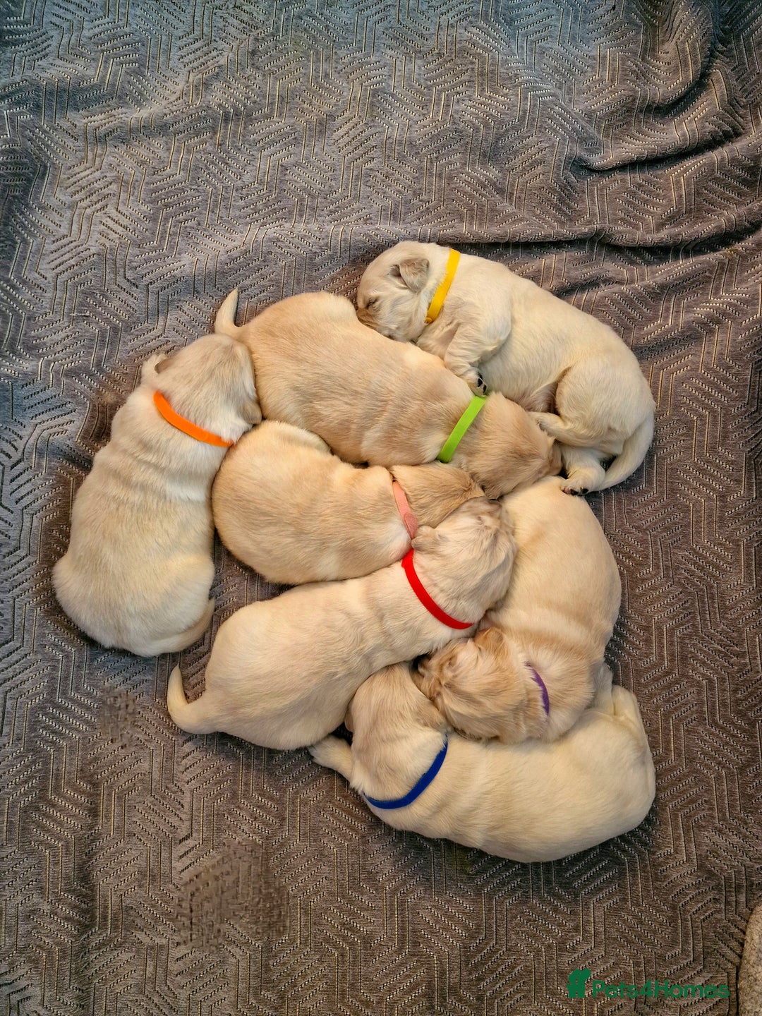 Golden Retriever dogs for sale: KC Registered Golden Retriever Puppies - Advert 2