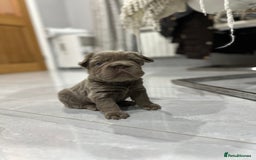 French Bulldog dogs for sale: Beautiful French bulldogs  - Advert 9