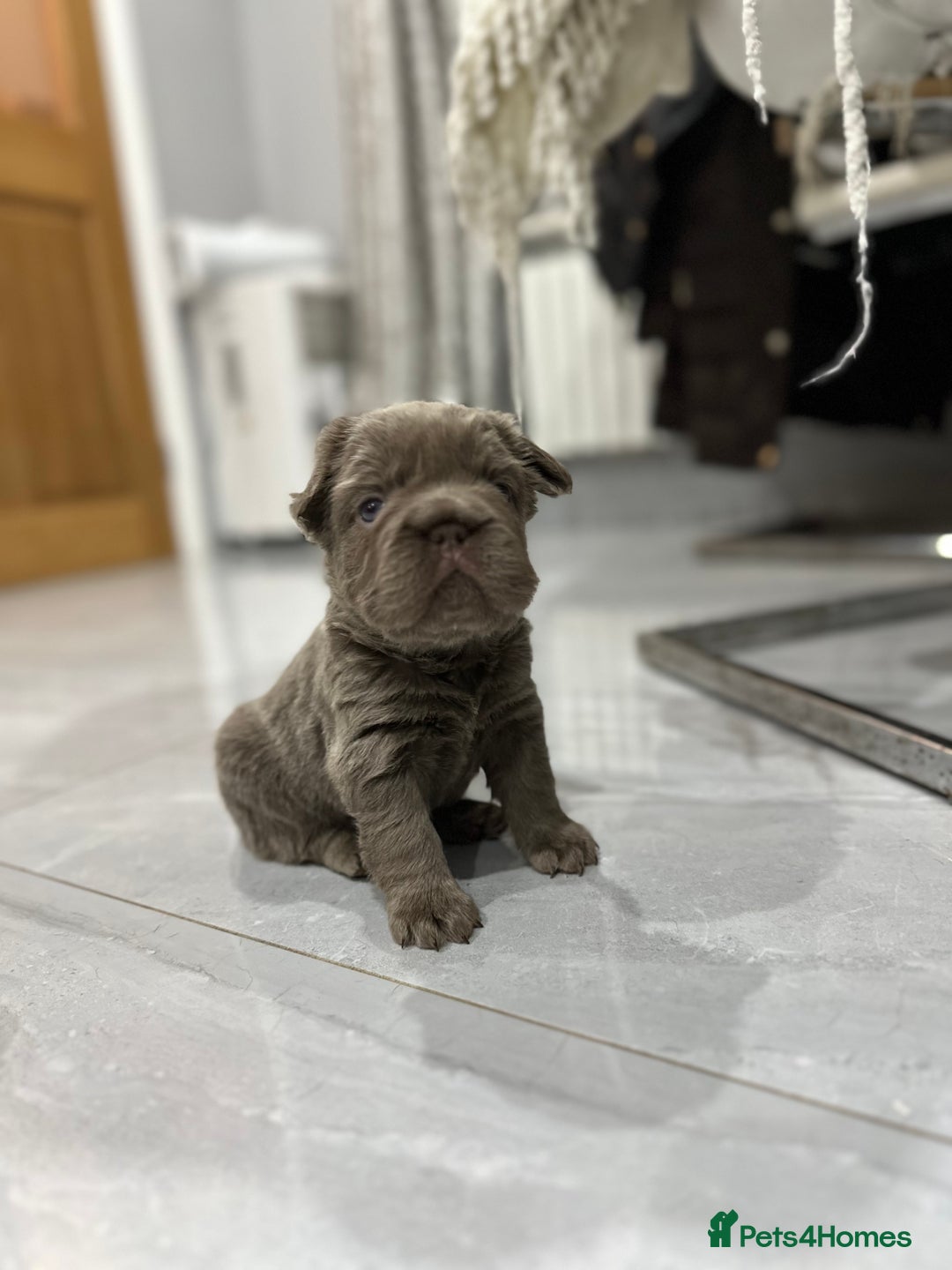 French Bulldog dogs for sale: Beautiful French bulldogs  - Advert 9