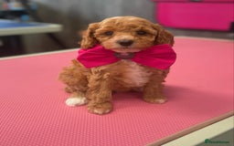 Cavapoo dogs for sale: F1BB cavapoo puppies  - Image 3