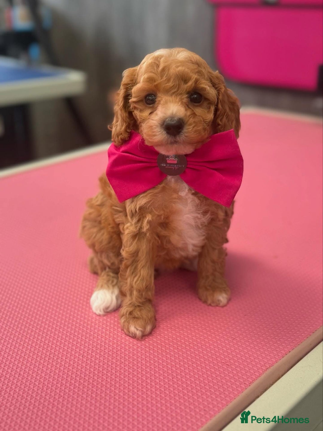 Cavapoo dogs for sale: F1BB cavapoo puppies  - Image 3