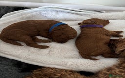Toy Poodle dogs for sale: Outstanding litter of Red KC Toy Poodles - Image 2
