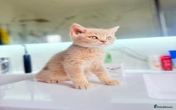 Scottish Fold cats for sale: Full pedigree Scottish Fold  in Croydon - Image 1