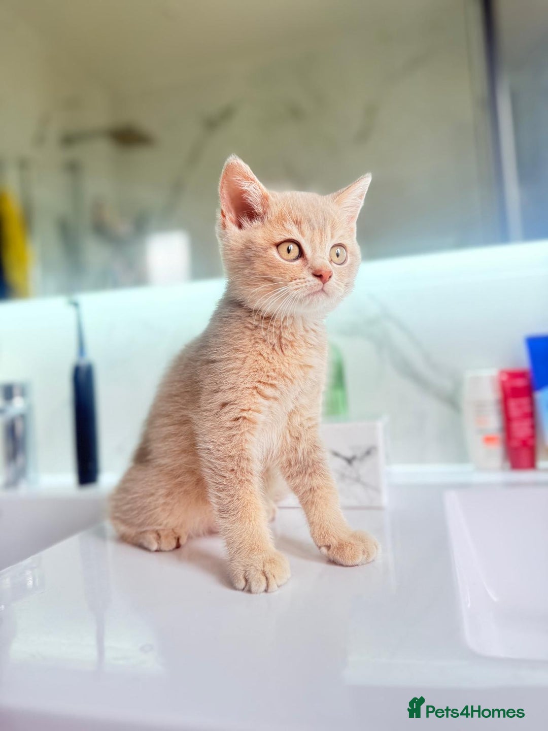 Scottish Fold cats for sale: Full pedigree Scottish Fold  in Croydon - Image 1
