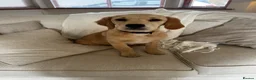 Golden Retriever dogs for sale: ✨EXCEPTIONAL KC GOLDEN RETRIEVER PUPPIES✨ - Advert 11