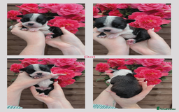 Boston Terrier dogs for sale: 6 Beautiful Boston Terrier Puppies - Image 4