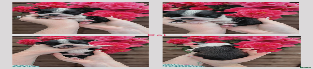 Dot