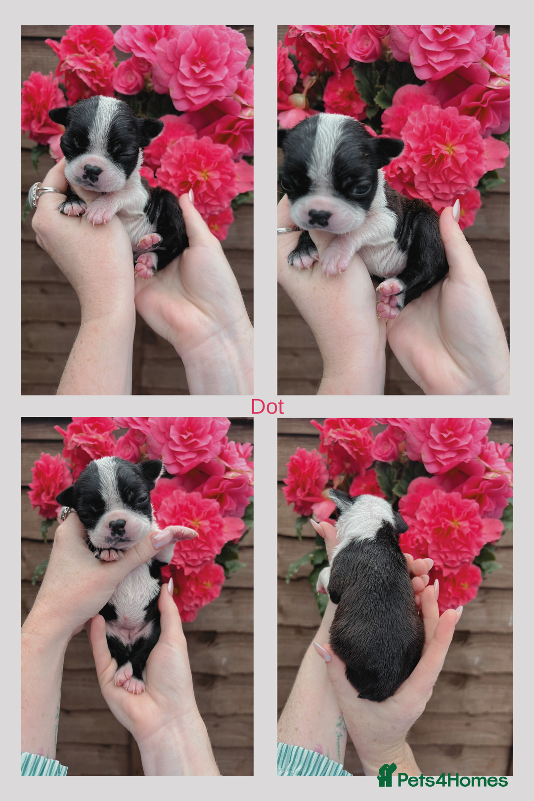 Boston Terrier dogs for sale: 6 Beautiful Boston Terrier Puppies - Image 4