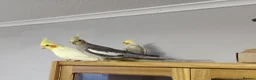 Cockatiels birds for sale: 3 Cockatiels, 1 grey male and 2 females  in Ipswich - Advert 3