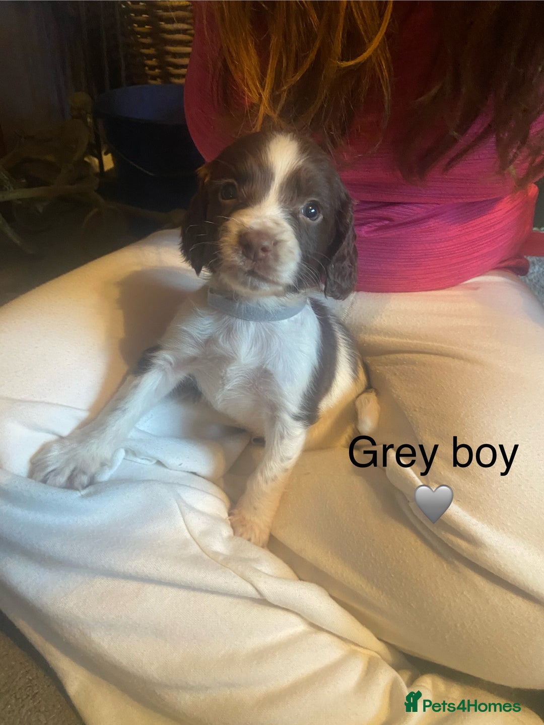 English Springer Spaniel dogs for sale: Springer spaniel puppies  - Advert 16