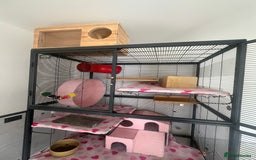 Chinchilla rodents for sale: 2 Female Chinchillas and Full set up!  - Image 3