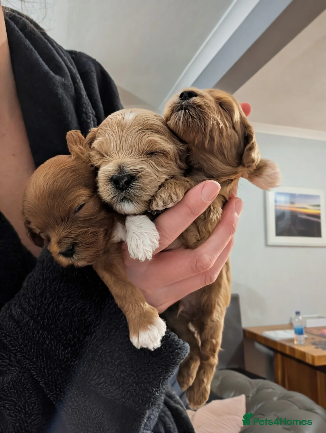 Cavapoo dogs for sale: F1B Cavapoo puppies  - Advert 7