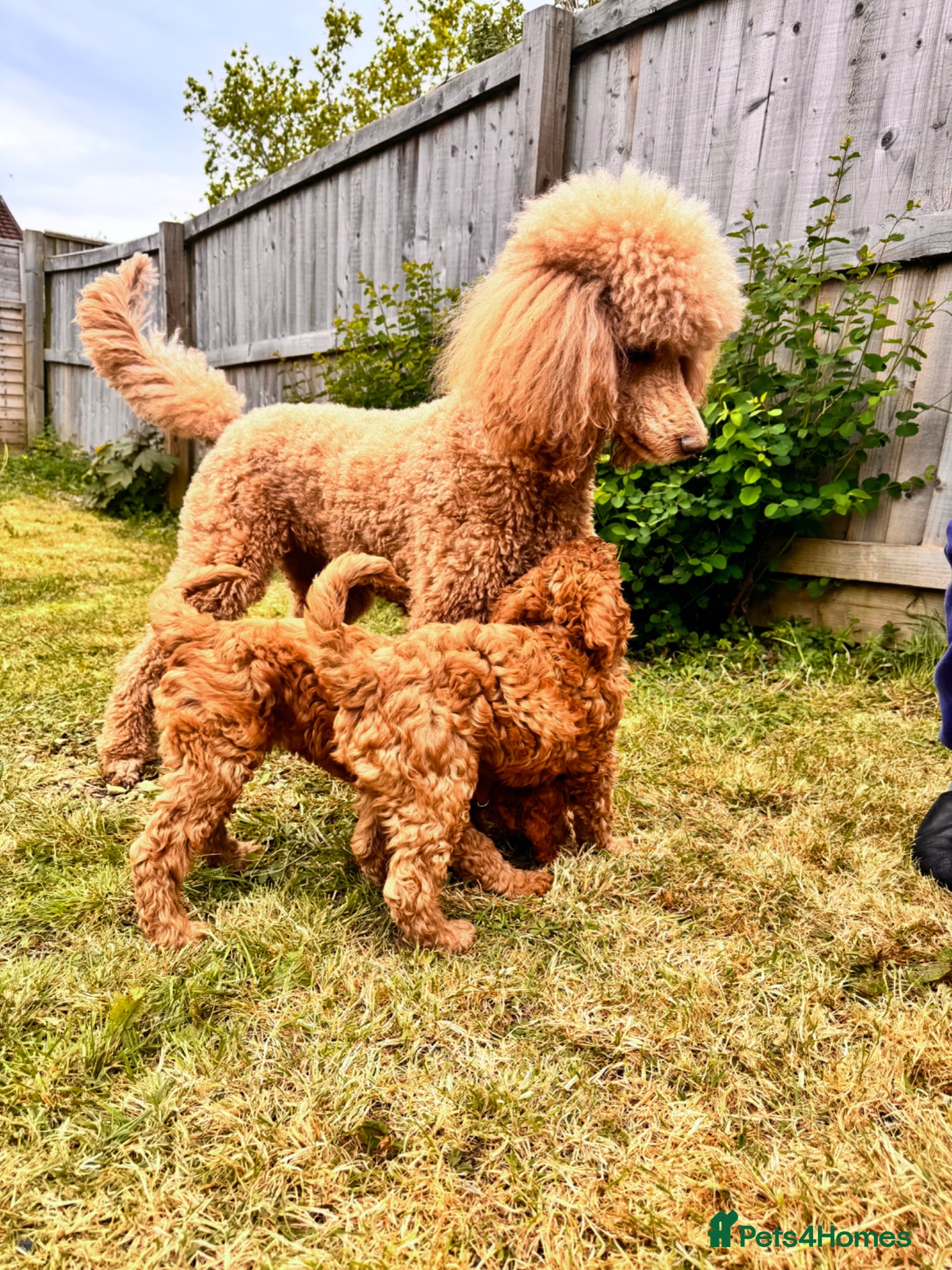 Standard Poodle dogs KC Standard poodle puppies  - Advert 1