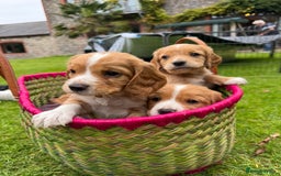 Cocker Spaniel dogs for sale: Stunning Working Cocker Spaniel Puppies - Image 4