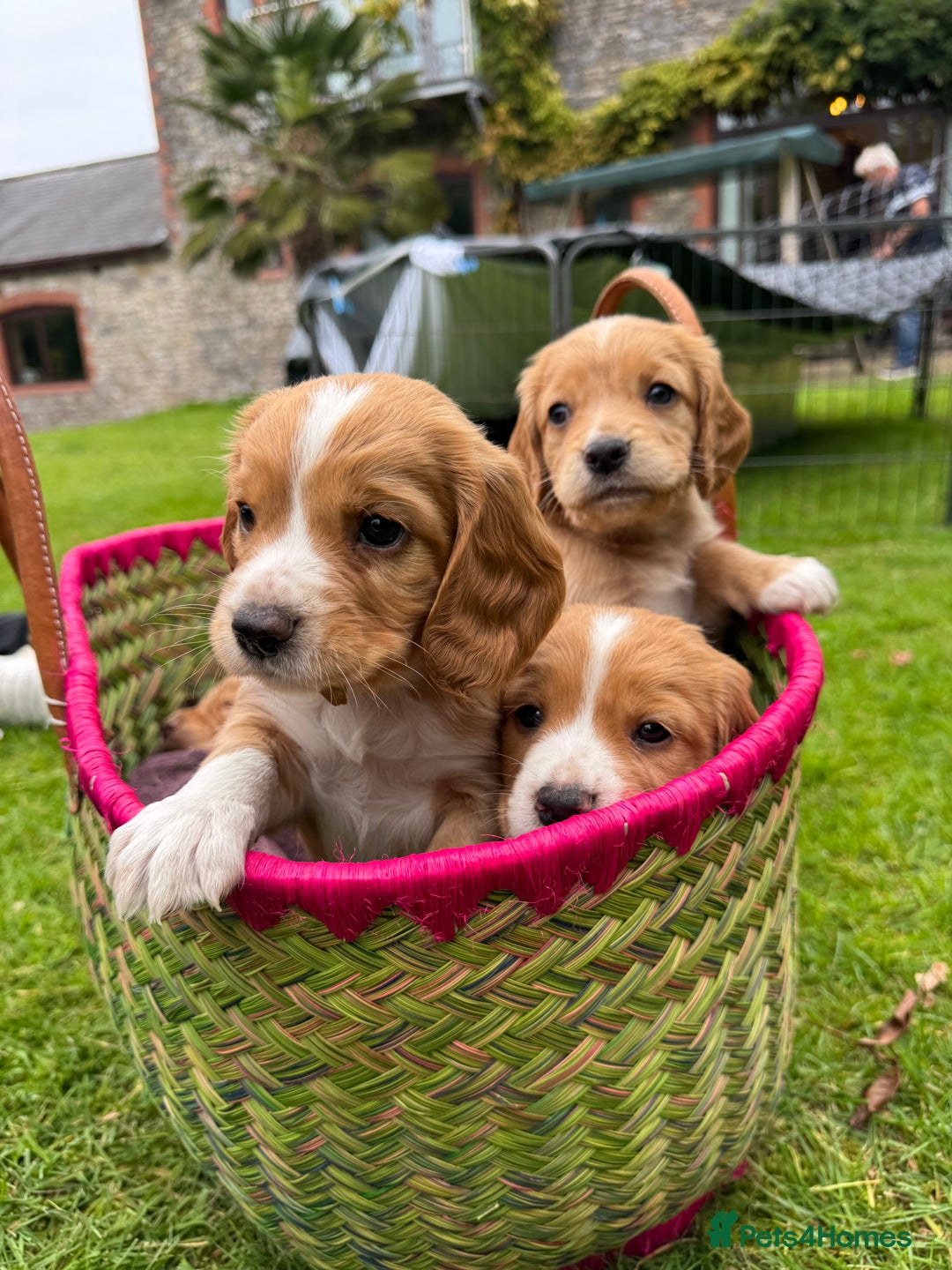 Cocker Spaniel dogs for sale: Stunning Working Cocker Spaniel Puppies - Image 4