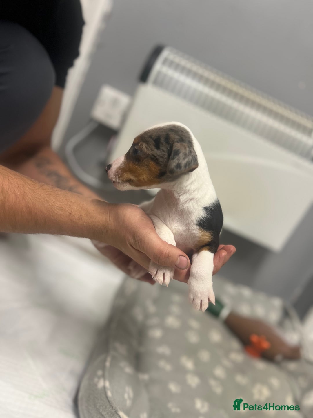 Jack Russell dogs for sale: 5 jack Russel puppies  - Image 6