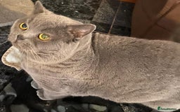 Scottish Fold cats for sale: Stunning Scottish fold and straight kittens - Image 8