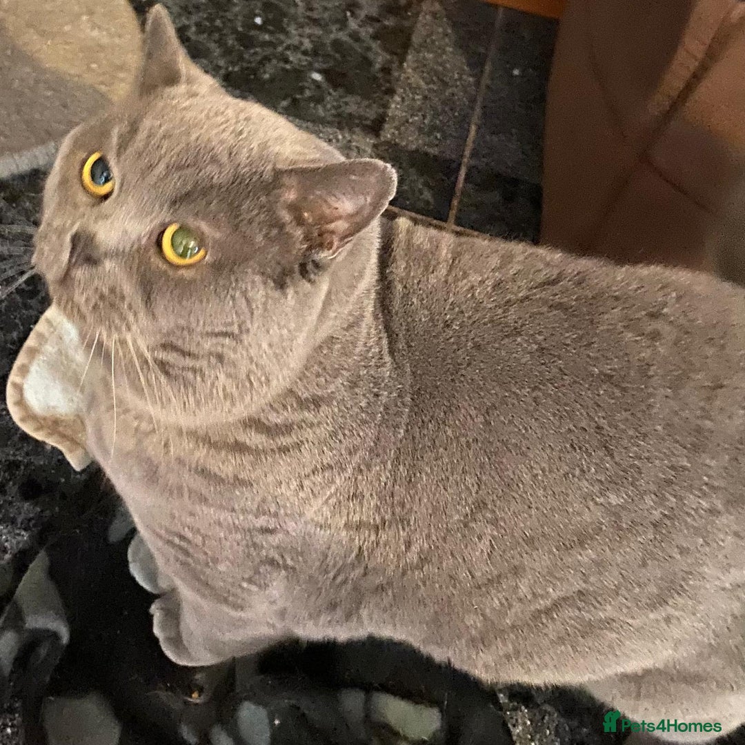 Scottish Fold cats for sale: Stunning Scottish fold and straight kittens - Image 8